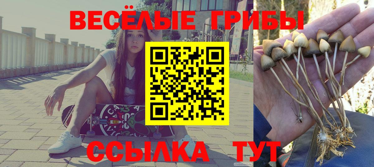 Псилоцибиновые грибы Psilocybine cubensis Красноармейск